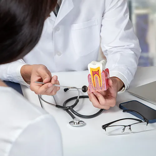 Dentist using a cross-sectional tooth model to explain dental anatomy and treatment options to a patient.